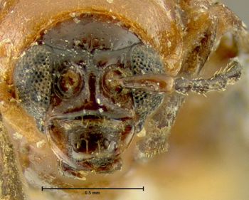 Media type: image;   Entomology 35481 Aspect: head frontal view